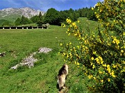 16 Fiori di ginestra ai margini della radura prativa 